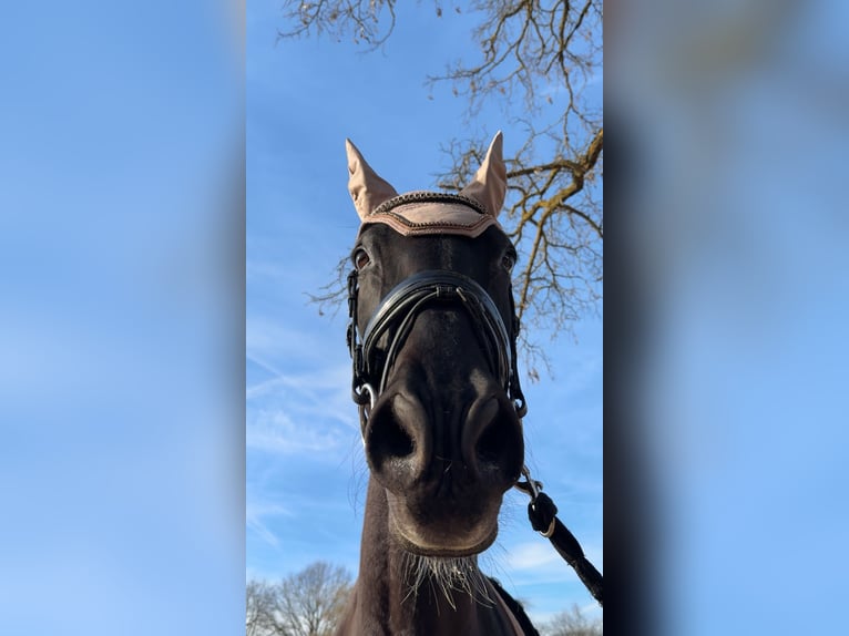 Bayerisches Warmblut Wallach 18 Jahre 174 cm Schwarzbrauner in Weiden