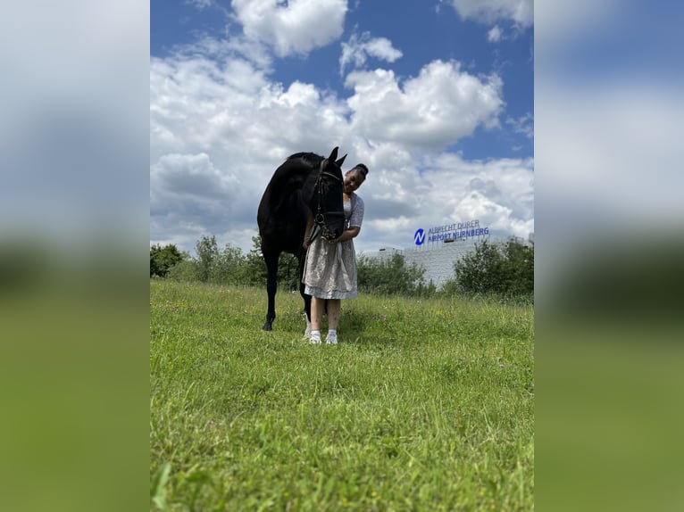 Bayerisches Warmblut Wallach 18 Jahre 174 cm Schwarzbrauner in Weiden