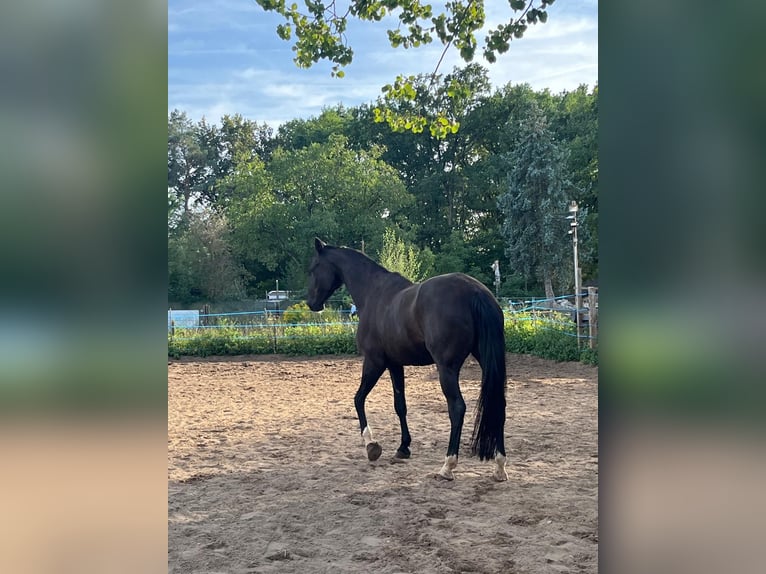 Bayerisches Warmblut Wallach 18 Jahre 174 cm Schwarzbrauner in Weiden