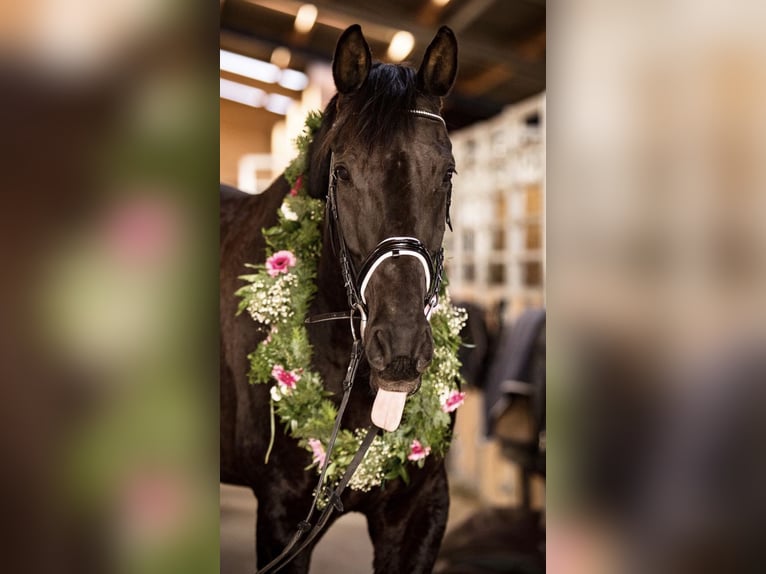 Bayerisches Warmblut Wallach 18 Jahre 174 cm Schwarzbrauner in Weiden