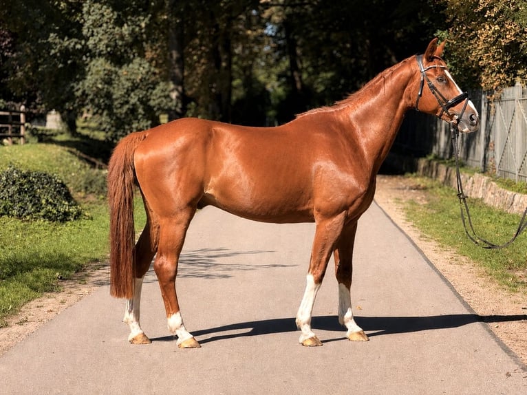 Bayerisches Warmblut Wallach 19 Jahre 162 cm Fuchs in Westensee