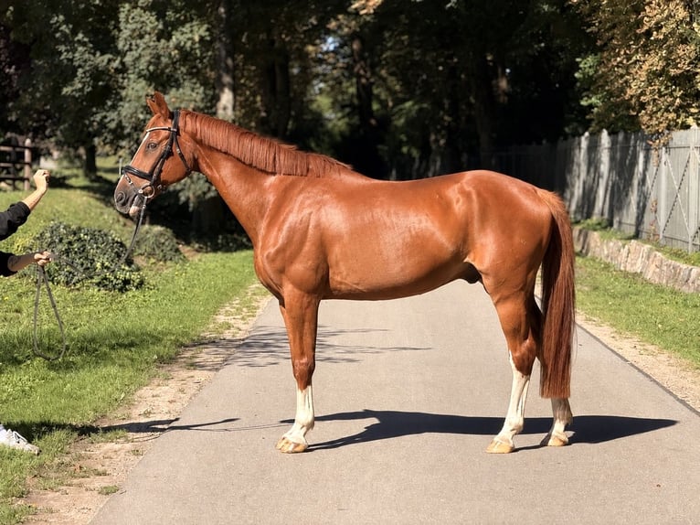 Bayerisches Warmblut Wallach 19 Jahre 162 cm Fuchs in Westensee
