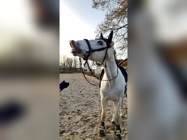 Bayerisches Warmblut Wallach 19 Jahre 170 cm in Laupheim