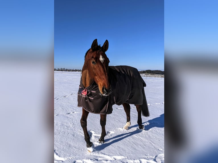 Bayerisches Warmblut Wallach 19 Jahre 176 cm  in Kaufbeuren