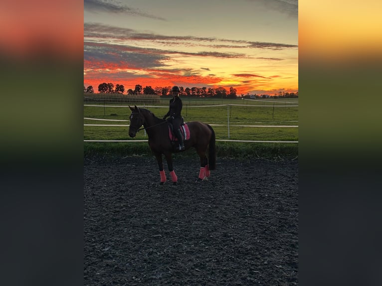 Bayerisches Warmblut Wallach 19 Jahre 176 cm  in Kaufbeuren