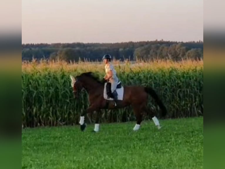 Bayerisches Warmblut Wallach 19 Jahre 176 cm  in Kaufbeuren