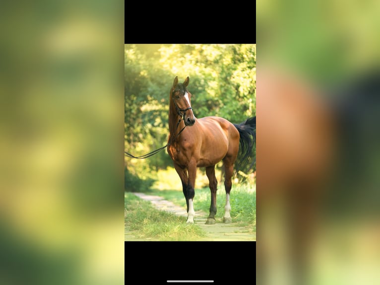 Bayerisches Warmblut Wallach 19 Jahre 180 cm Brauner in Leipzig