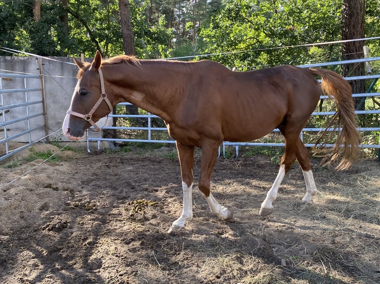 Bayerisches Warmblut Wallach 19 Jahre Fuchs in Herzberg