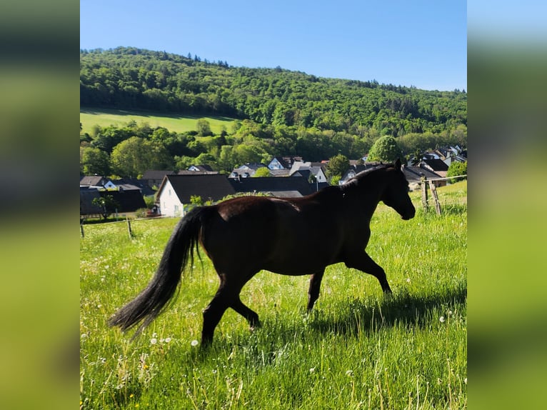 Bayerisches Warmblut Wallach 20 Jahre 167 cm Rappe in Dillenburg