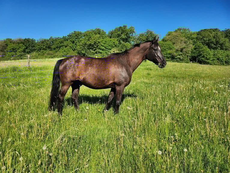 Bayerisches Warmblut Wallach 20 Jahre 167 cm Rappe in Dillenburg
