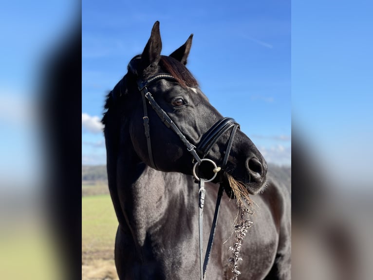 Bayerisches Warmblut Wallach 20 Jahre 174 cm Rappe in Mühlhausen