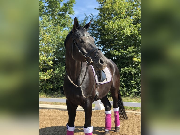 Bayerisches Warmblut Wallach 20 Jahre 174 cm Rappe in Mühlhausen