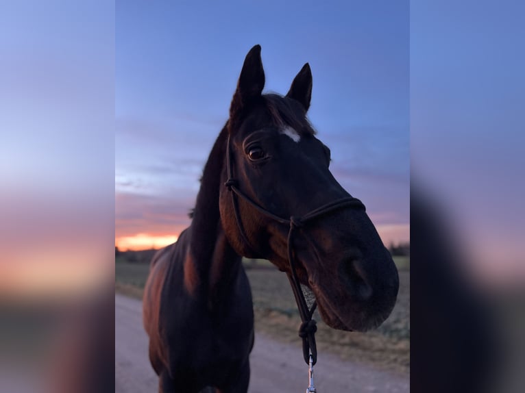 Bayerisches Warmblut Wallach 20 Jahre 174 cm Rappe in Mühlhausen