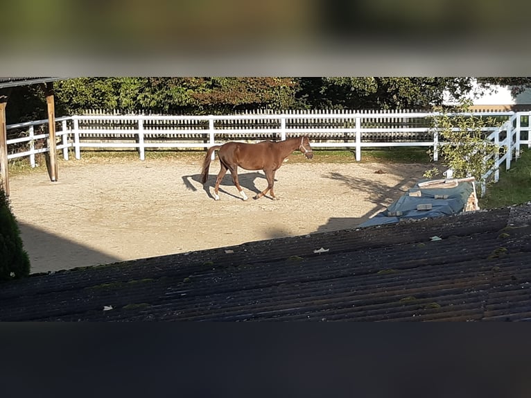 Bayerisches Warmblut Wallach 21 Jahre 167 cm Dunkelfuchs in Kemnath