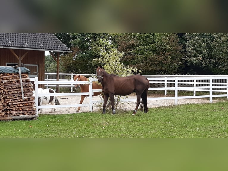 Bayerisches Warmblut Wallach 21 Jahre 167 cm Dunkelfuchs in Kemnath