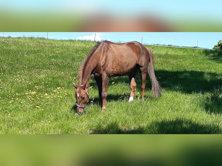 Bayerisches Warmblut Wallach 21 Jahre 167 cm Dunkelfuchs in Kemnath