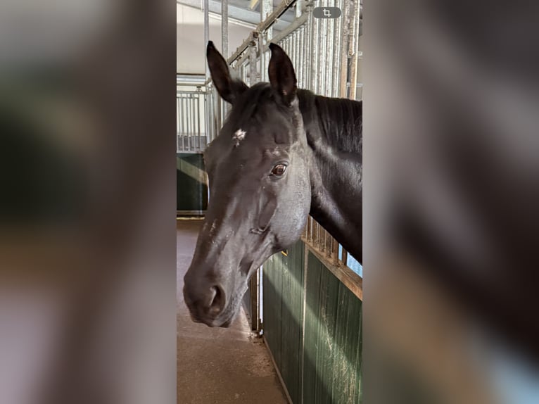 Bayerisches Warmblut Wallach 22 Jahre 170 cm Rappe in Kempten