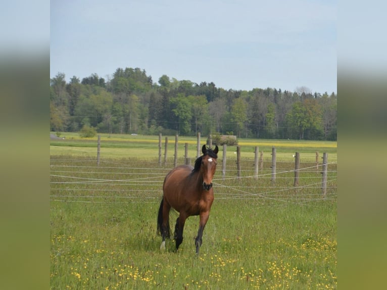 Bayerisches Warmblut Wallach 23 Jahre 167 cm Brauner in Albaching