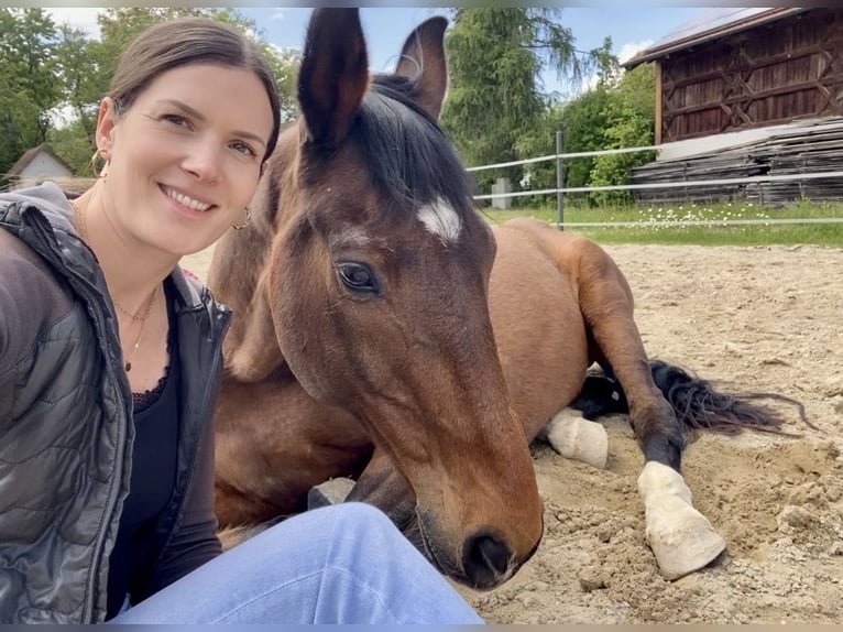 Bayerisches Warmblut Wallach 23 Jahre 167 cm Brauner in Albaching