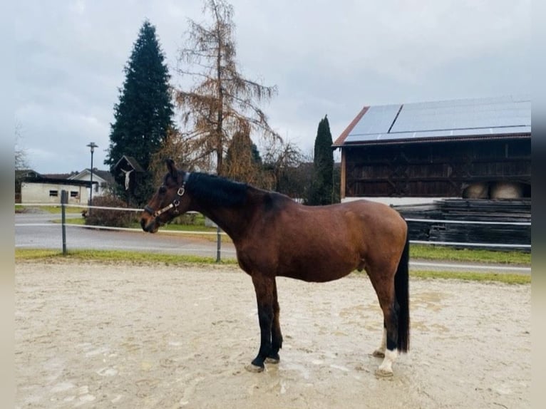 Bayerisches Warmblut Wallach 23 Jahre 167 cm Brauner in Albaching
