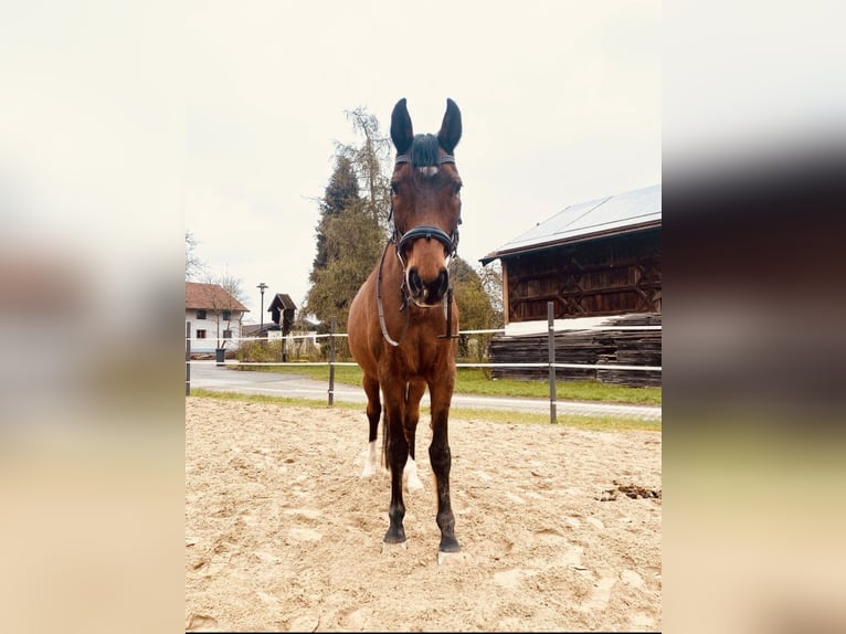 Bayerisches Warmblut Wallach 23 Jahre 167 cm Brauner in Albaching