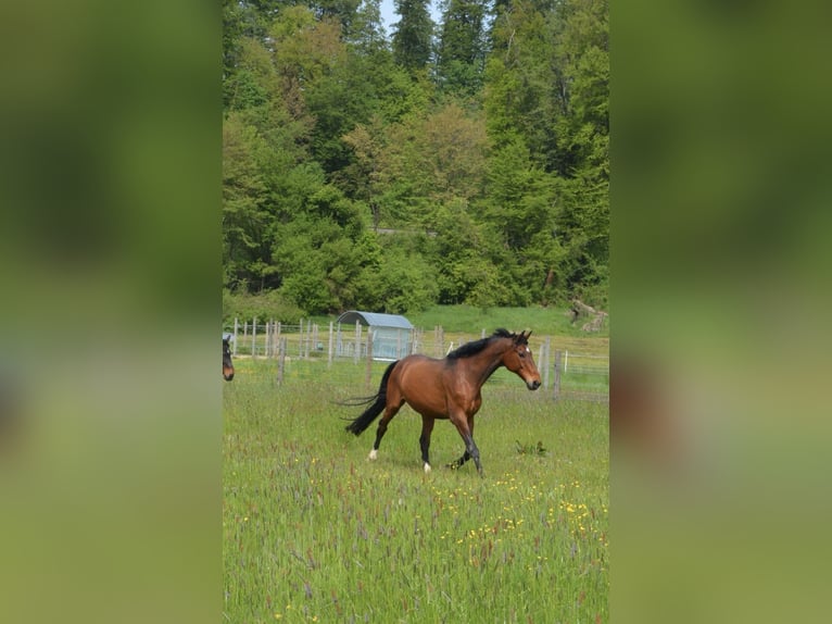 Bayerisches Warmblut Wallach 23 Jahre 167 cm Brauner in Albaching