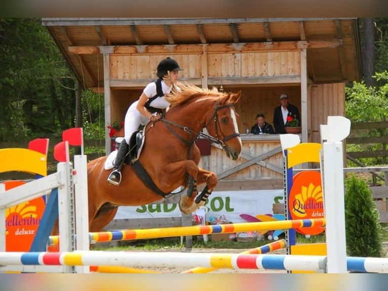 Bayerisches Warmblut Wallach 23 Jahre 174 cm Fuchs in Seeon-Seebruck
