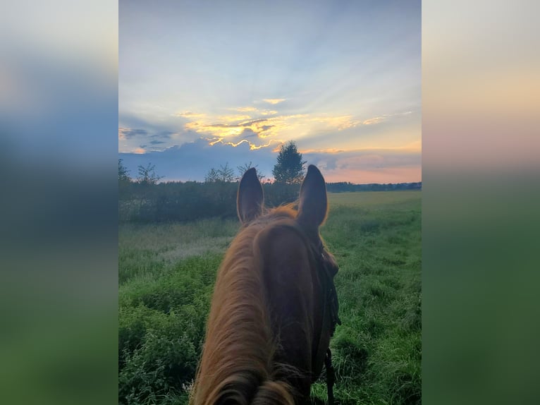 Bayerisches Warmblut Wallach 23 Jahre 174 cm Fuchs in Seeon-Seebruck