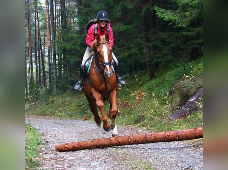 Bayerisches Warmblut Wallach 23 Jahre 174 cm Fuchs in Seeon-Seebruck