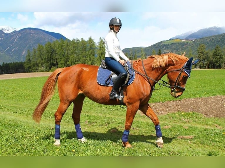 Bayerisches Warmblut Wallach 23 Jahre 174 cm Fuchs in Seeon-Seebruck