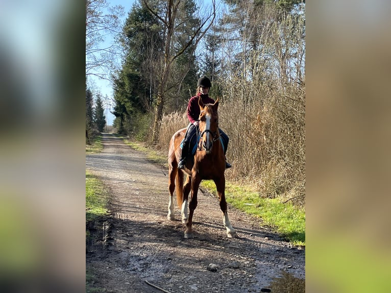Bayerisches Warmblut Wallach 23 Jahre 174 cm Fuchs in Seeon-Seebruck