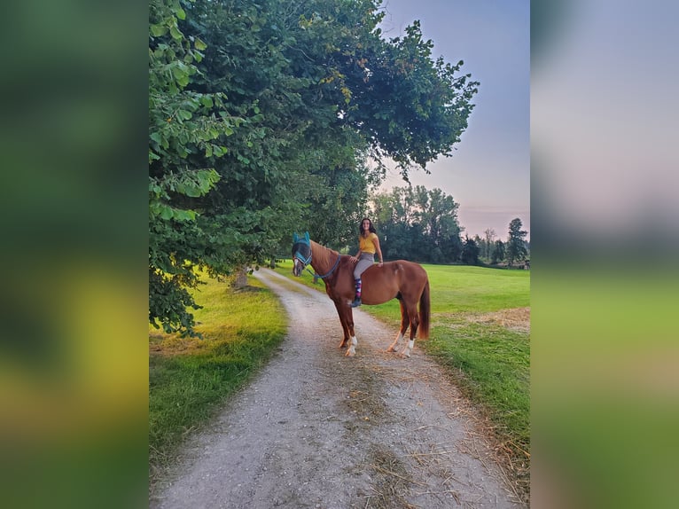 Bayerisches Warmblut Wallach 23 Jahre 174 cm Fuchs in Seeon-Seebruck