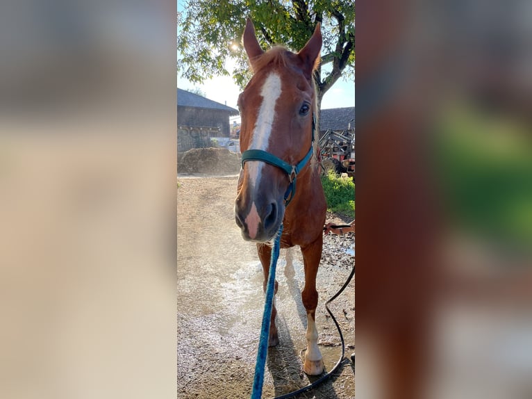 Bayerisches Warmblut Wallach 23 Jahre 174 cm Fuchs in Seeon-Seebruck