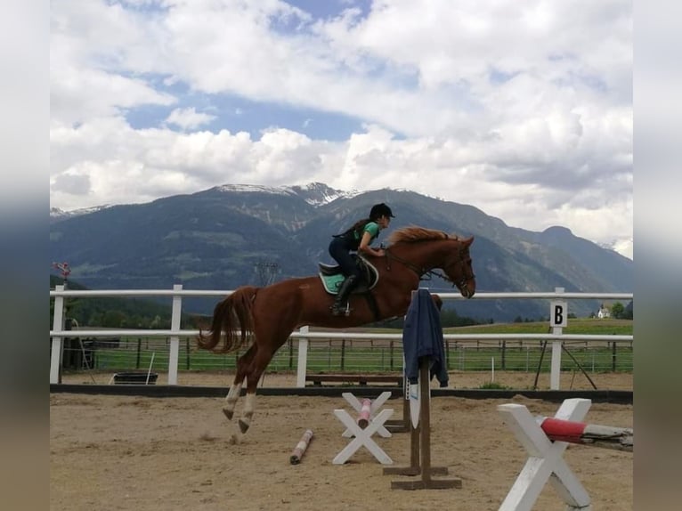 Bayerisches Warmblut Wallach 23 Jahre 174 cm Fuchs in Seeon-Seebruck