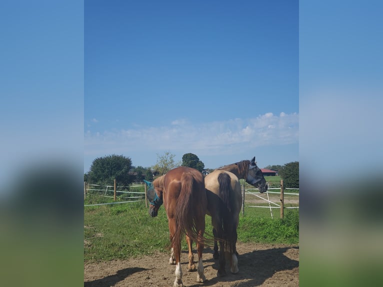 Bayerisches Warmblut Wallach 23 Jahre 174 cm Fuchs in Seeon-Seebruck