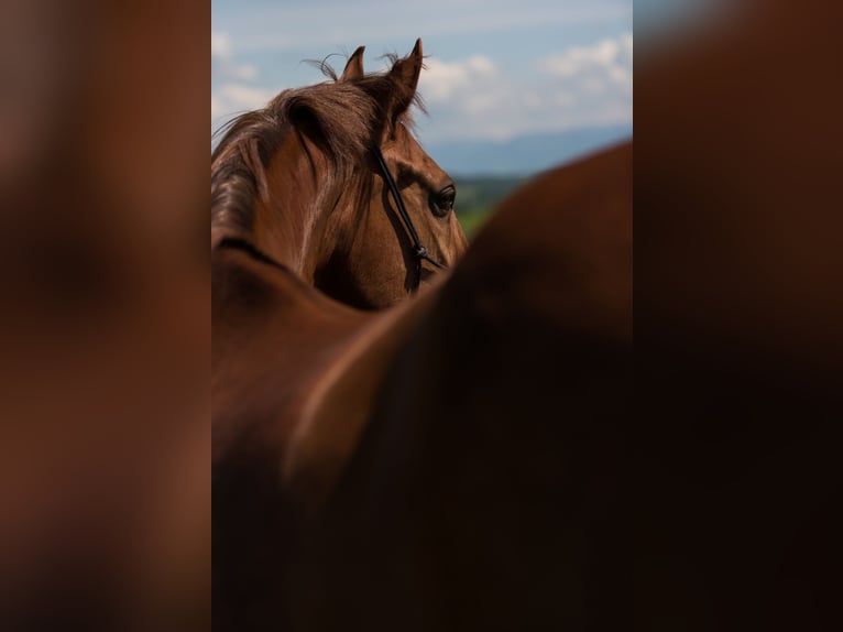 Bayerisches Warmblut Wallach 24 Jahre 170 cm Dunkelfuchs in Glonn