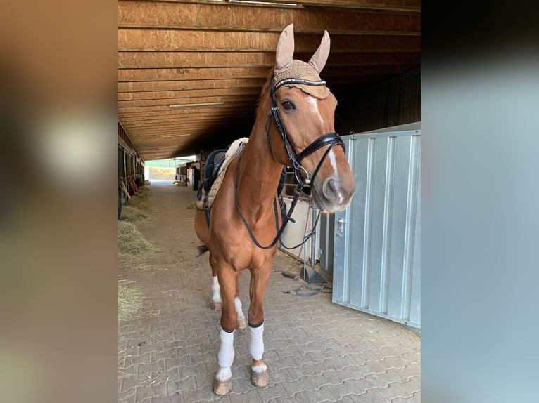 Bayerisches Warmblut Wallach 24 Jahre Fuchs in Burgthann