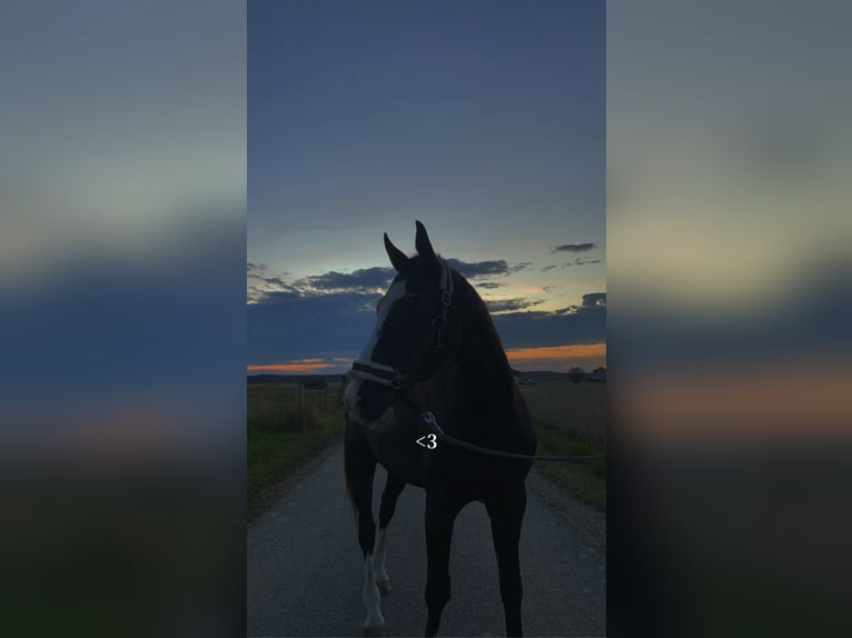 Bayerisches Warmblut Mix Wallach 25 Jahre 160 cm Schwarzbrauner in Erwitte