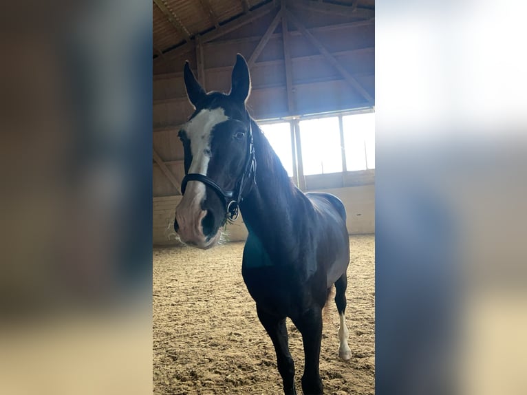 Bayerisches Warmblut Mix Wallach 25 Jahre 160 cm Schwarzbrauner in Erwitte