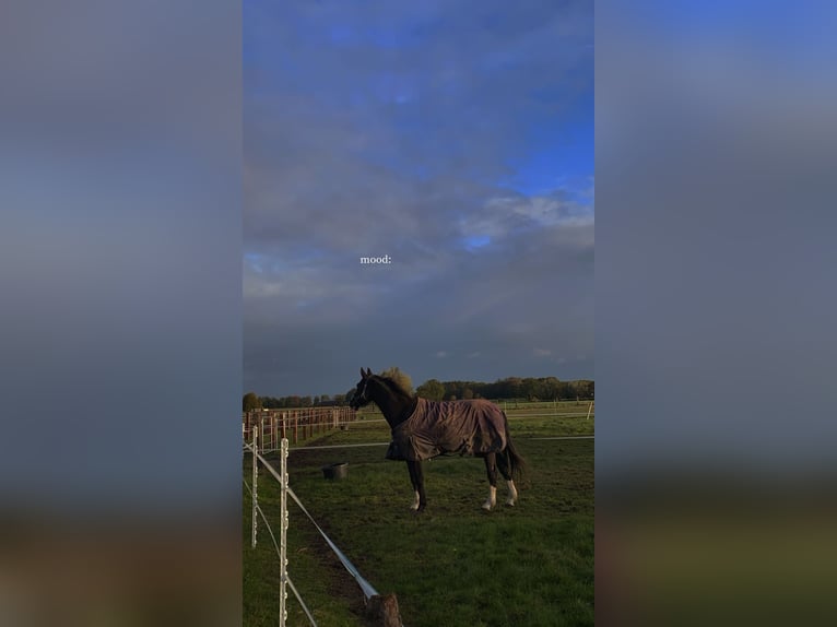 Bayerisches Warmblut Mix Wallach 25 Jahre 160 cm Schwarzbrauner in Erwitte