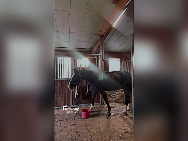 Bayerisches Warmblut Mix Wallach 25 Jahre 160 cm Schwarzbrauner in Erwitte