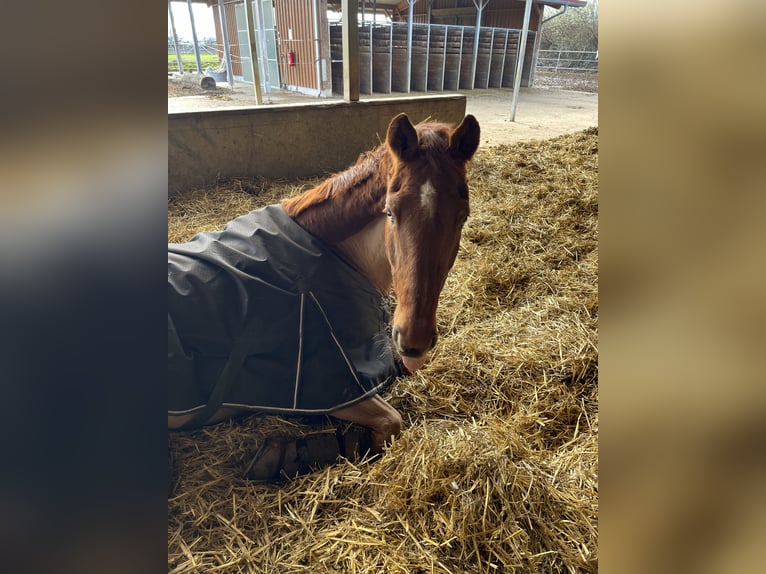 Bayerisches Warmblut Wallach 25 Jahre 165 cm in Filderstadt