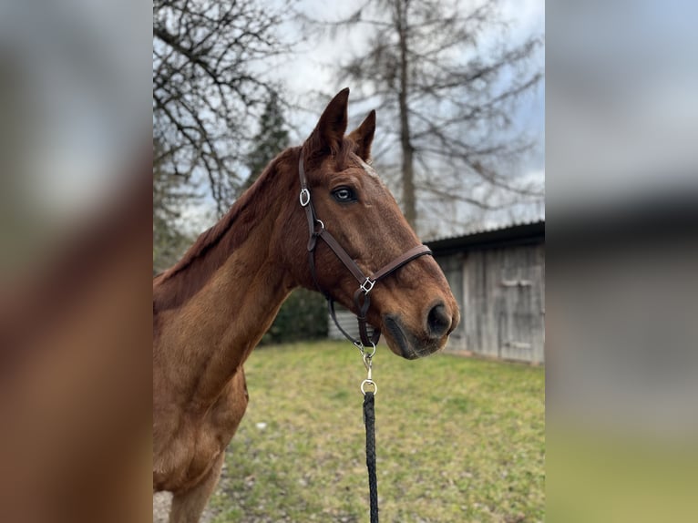 Bayerisches Warmblut Wallach 25 Jahre 165 cm in Filderstadt