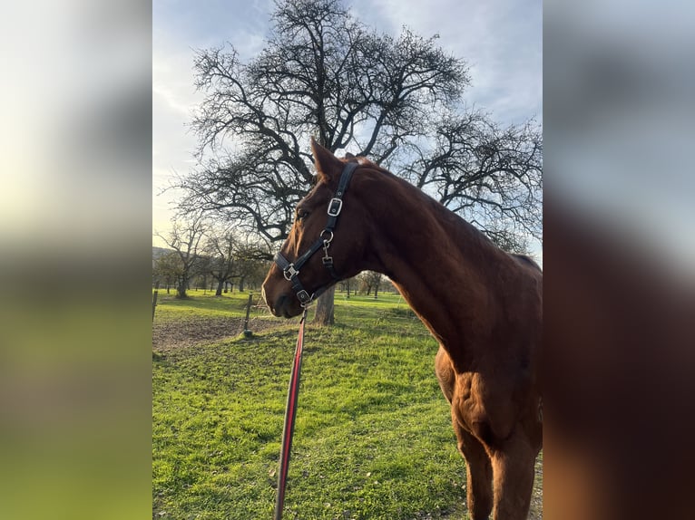 Bayerisches Warmblut Wallach 25 Jahre 165 cm in Filderstadt