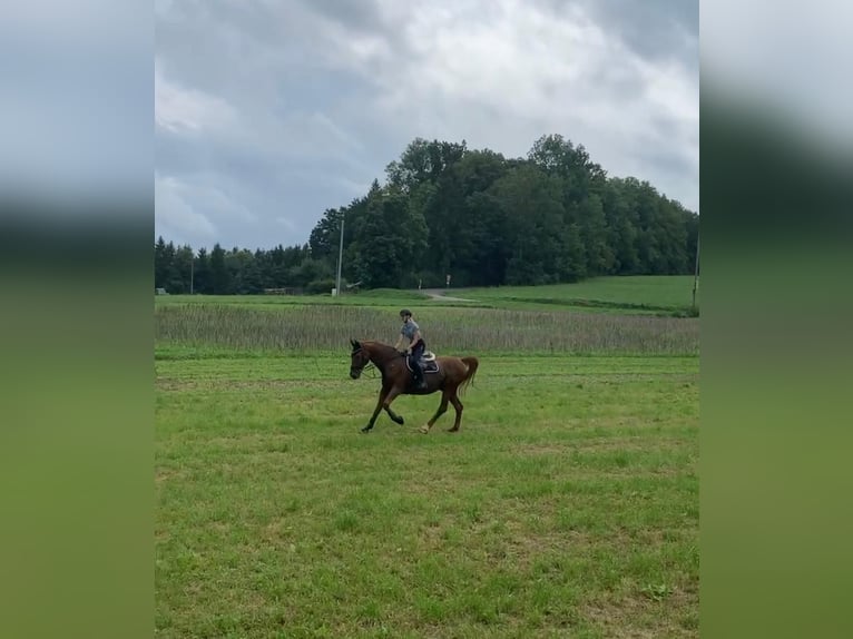 Bayerisches Warmblut Wallach 25 Jahre 165 cm in Filderstadt