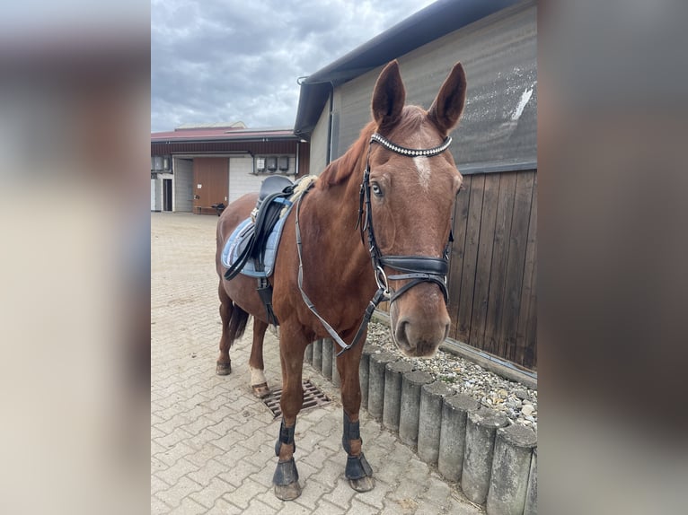 Bayerisches Warmblut Wallach 25 Jahre 165 cm in Filderstadt