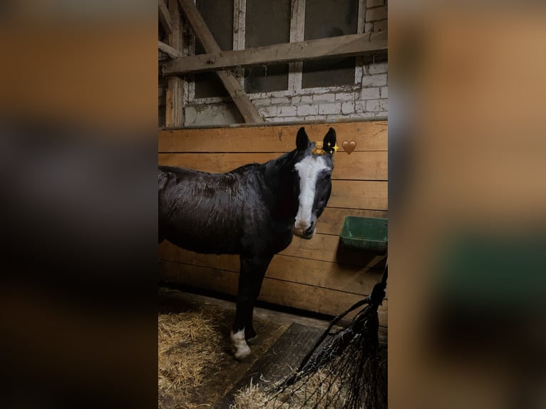 Bayerisches Warmblut Wallach 25 Jahre 165 cm Schwarzbrauner in Rheda-Wiedenbr&#xFC;ck