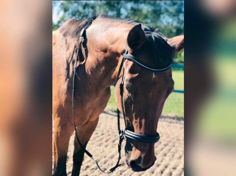 Bayerisches Warmblut Wallach 25 Jahre 170 cm Brauner in Ohmden