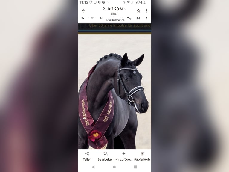 Bayerisches Warmblut Wallach 2 Jahre 163 cm  in Laufen
