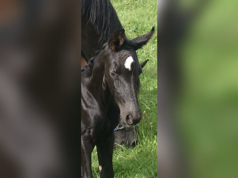 Bayerisches Warmblut Wallach 2 Jahre 163 cm  in Laufen